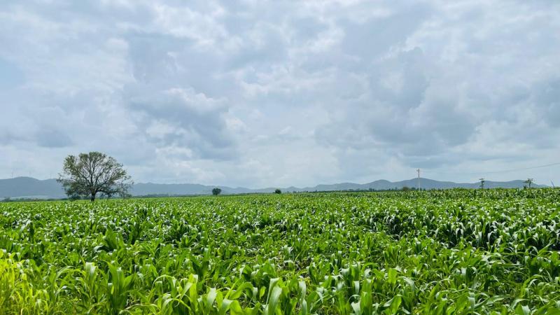 Agricultural Fields