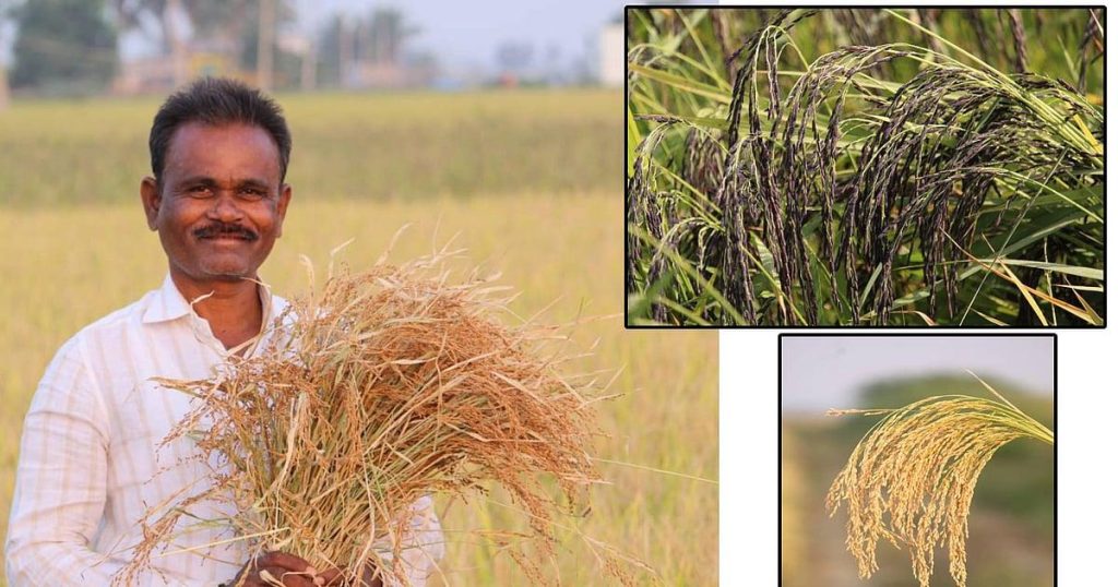 Paddy Farmers Face ₹1.93 Crore Payment Crisis agriculture news 03
