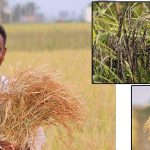 agriculture news 03