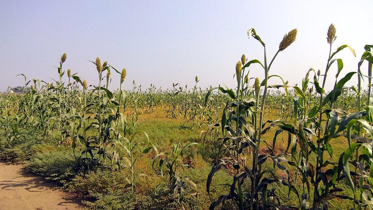 Farming in Yadgir