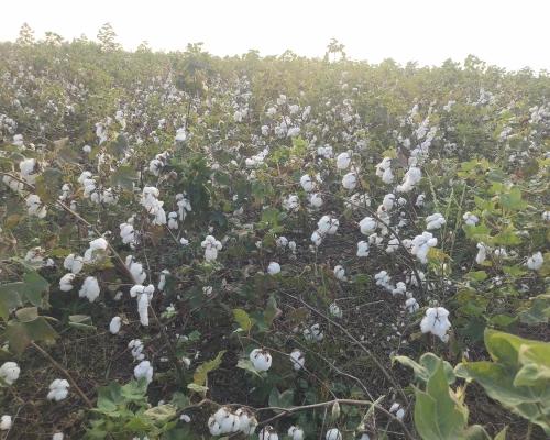 Rain Revives Cotton Crop Prospects in Yadgir latest news 04