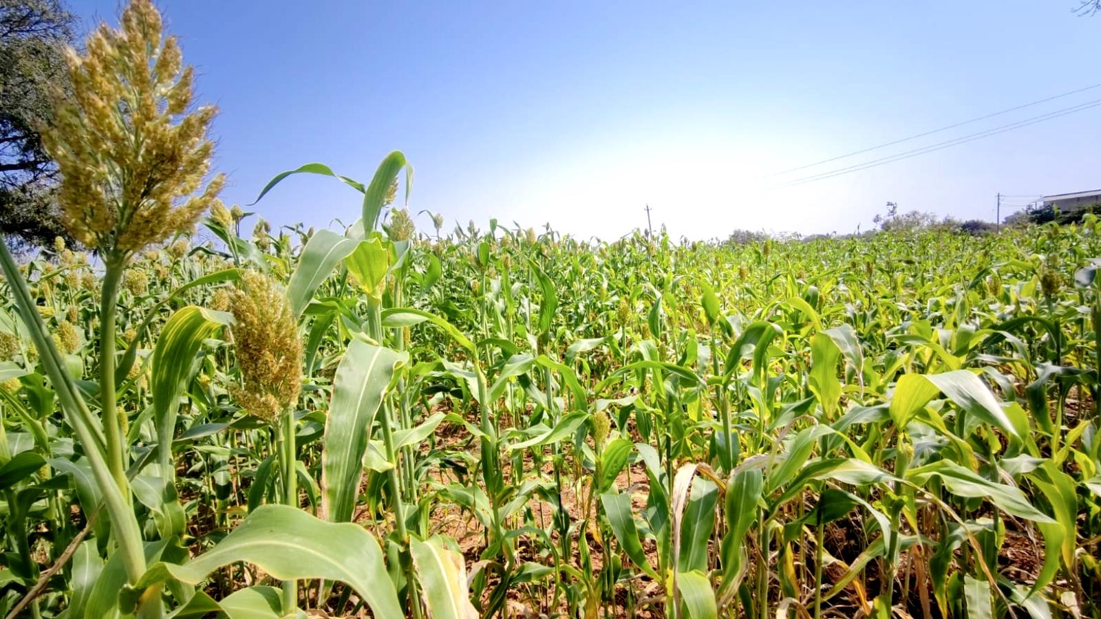 Agriculture in Yadgir
