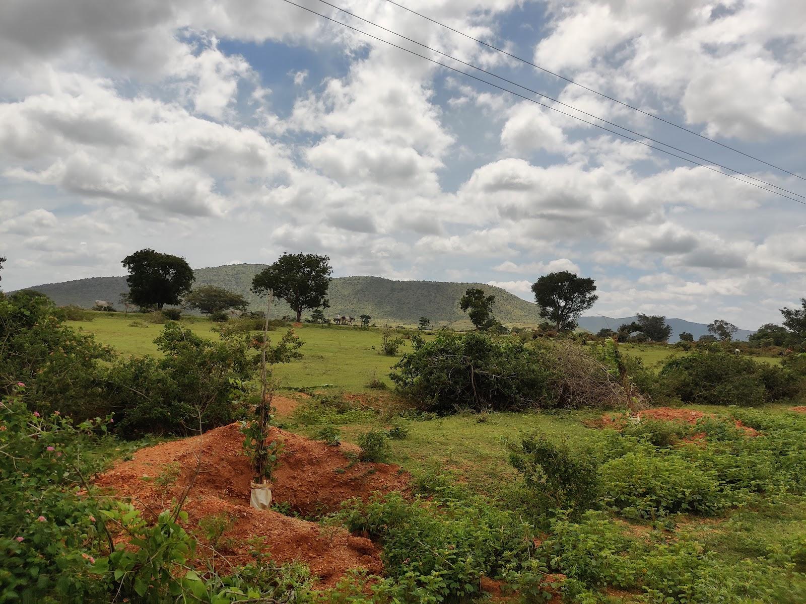 Rural Landscape
